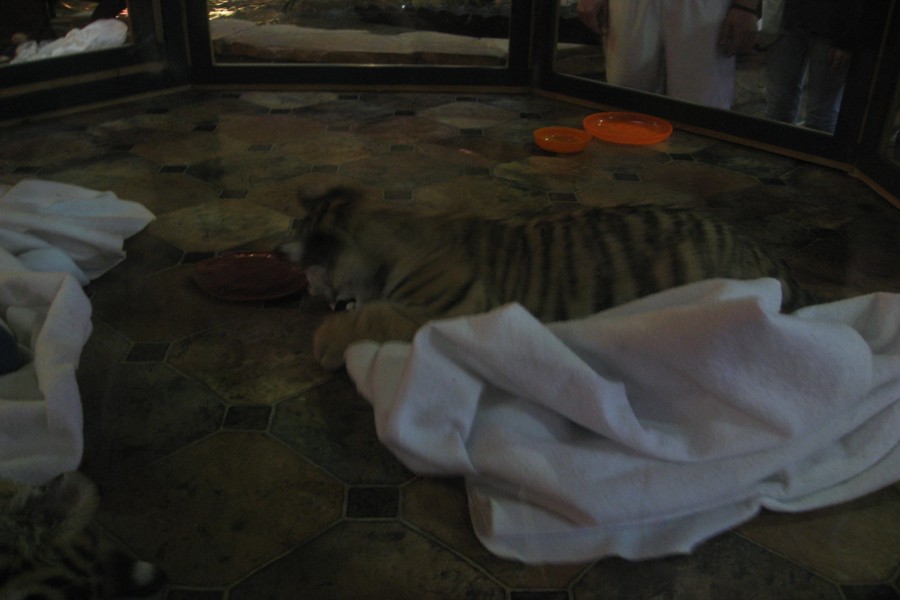 ../image/baby tiger at kalahari resort 8.jpg